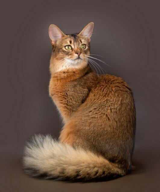 Somali Cat Everything About The Cat Photos Personality Breed Somali Cat Everything About The Cat Photos Personality Breed