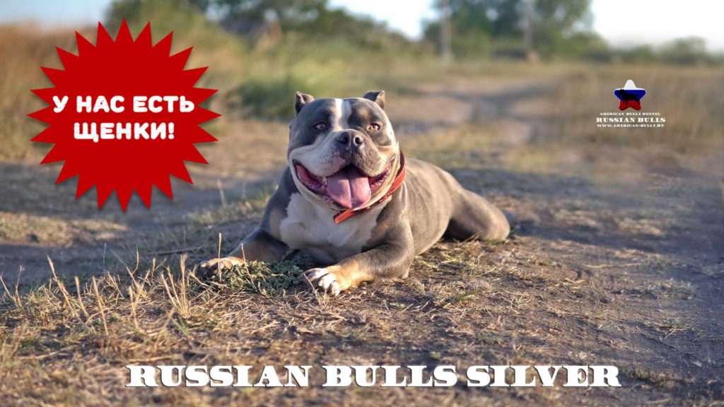 amerikanski-bulli-silver-logo-1