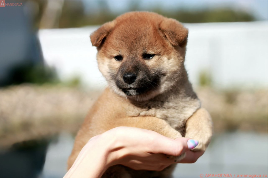 amanogova-pitomnik-akita-inu-shiba-inu-prodaga-shhenkov