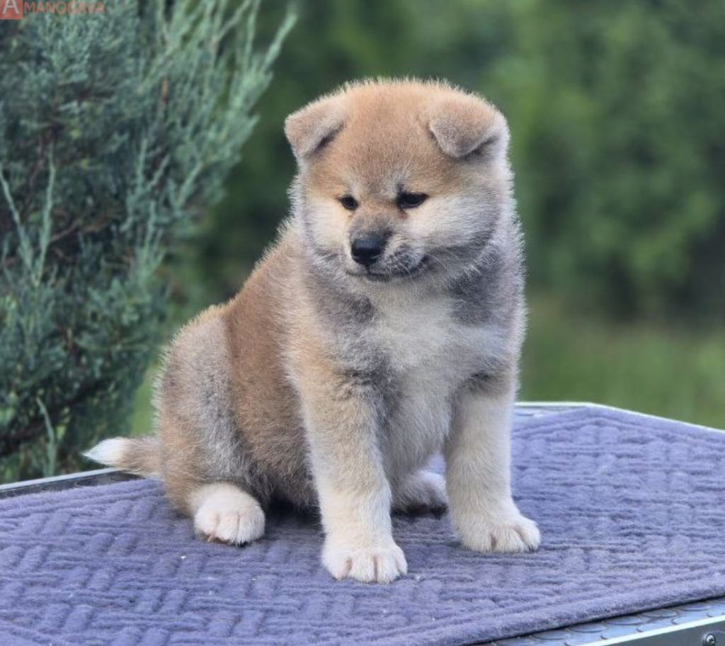 amanogova-shhenok-akita-inu-prodaga-shhebka