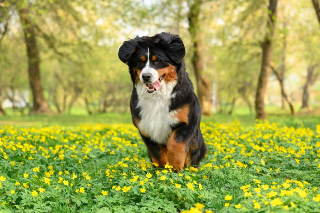 awesome-bernese-bitomnik-bernskie-zennenhundi-kupit-shhenkov