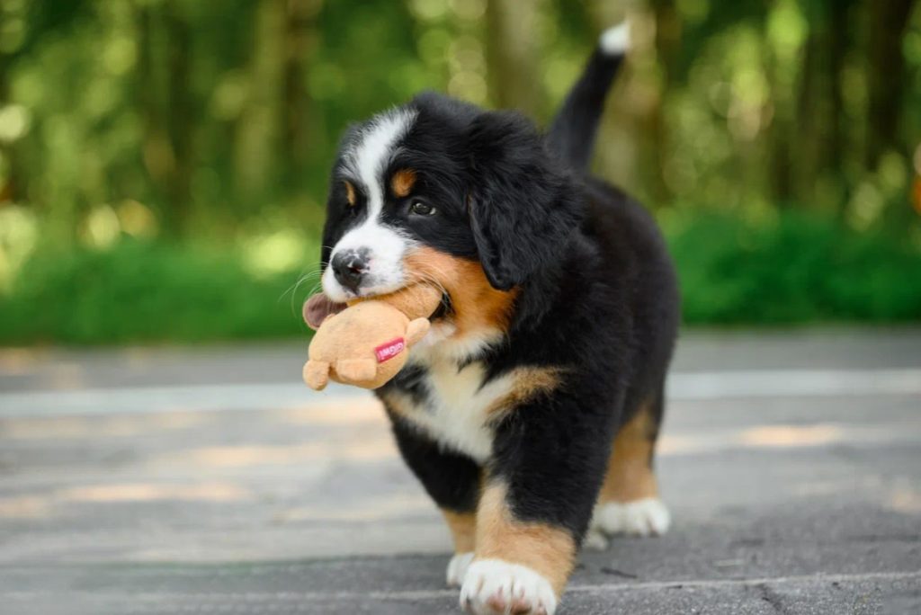 awesome-bernese-bitomnik-bernskie-zennenhundi-prodaga-shhenka