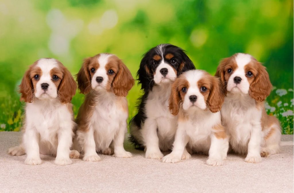 olimpia-village-pitomnik-kavaler-king-charlz-spaniel