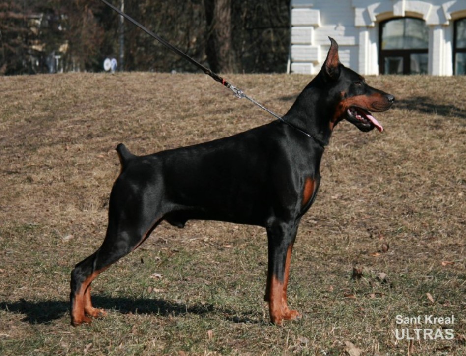 papa-doberman-prodaga-shhenkov-prodaga