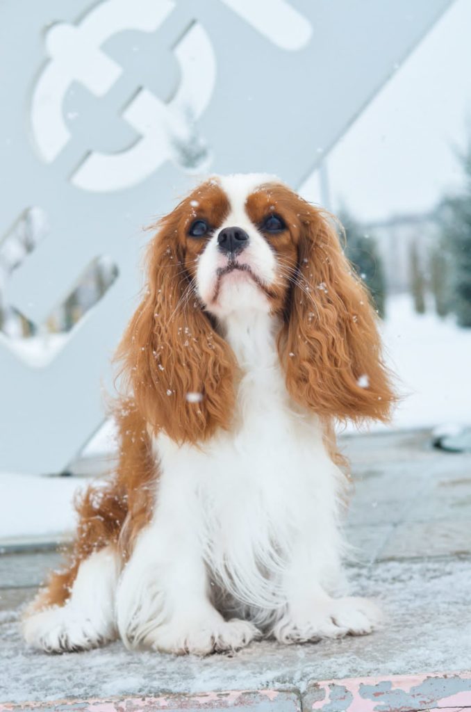 suka-kavaler-king-charlz-spaniel-prodaga-shhenkov