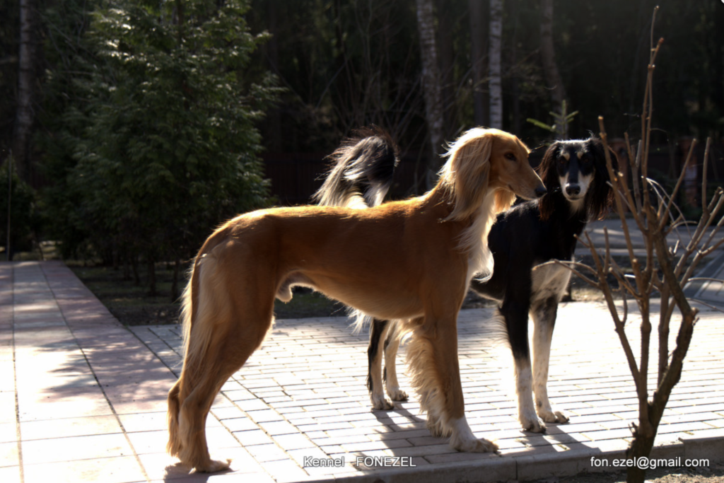 fonEzel-pitomnik-saluki-prodaga-shhenkov