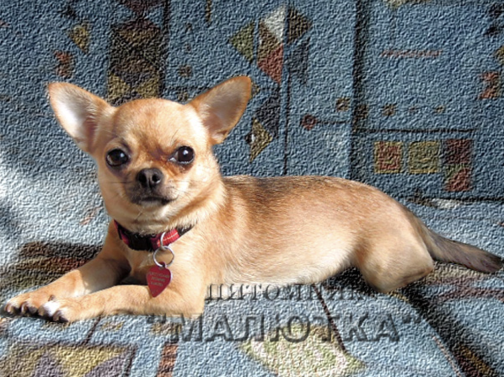 malyutka-piomnik-malteze-i-chihuahua-prodaga-shhenka