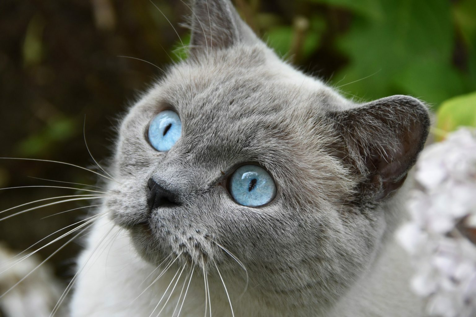 Кошка охос азулес
