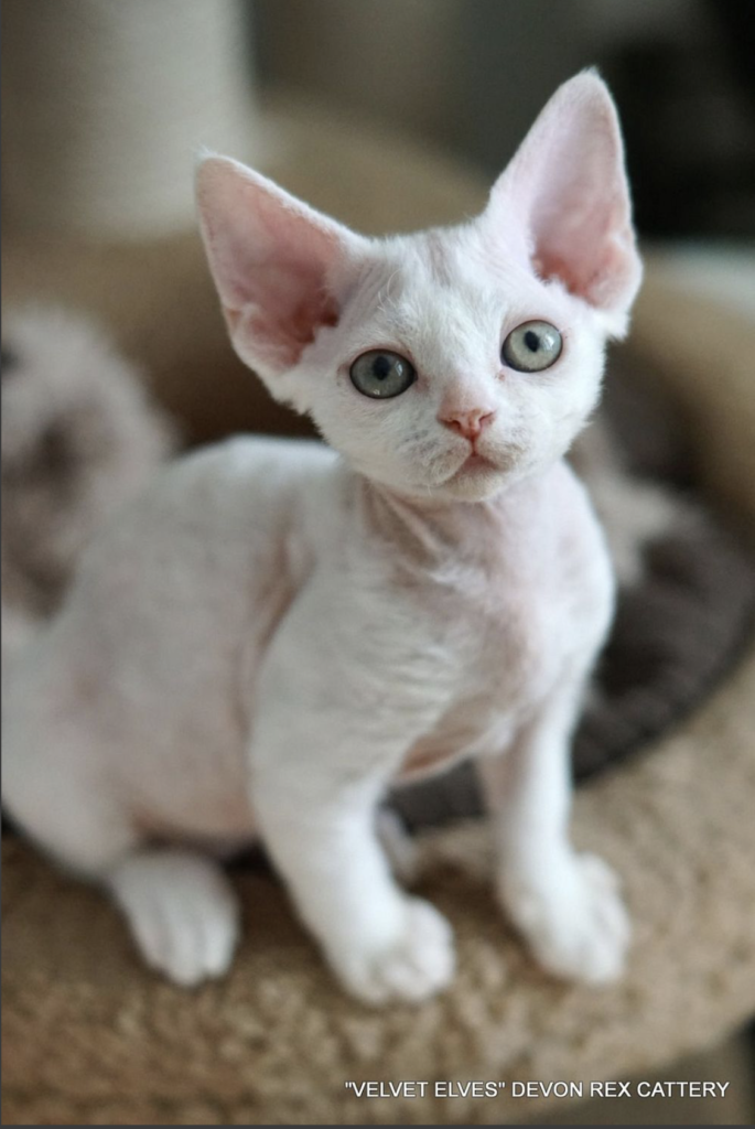 velvet-elves-pitomnik-devon-rex-objavlenie-o-prodage-kotjat