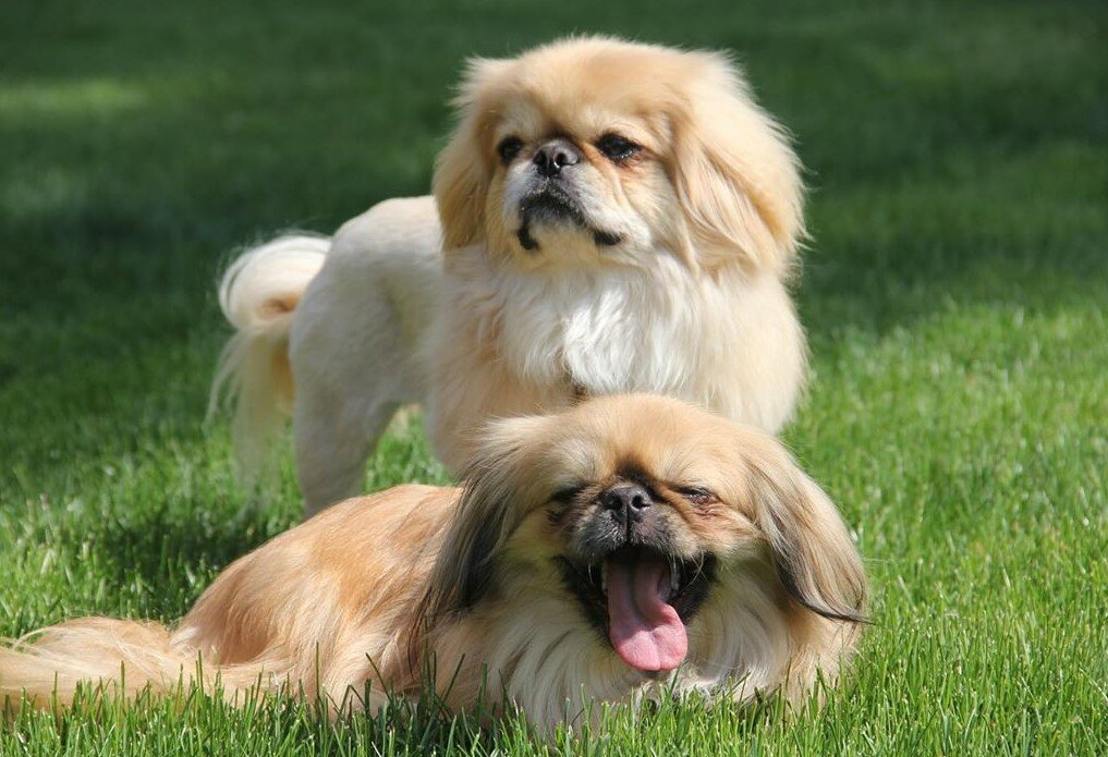 Malenkie-sobaki-Top-20-populyarnykh-mini-sobak-bishon-pekines