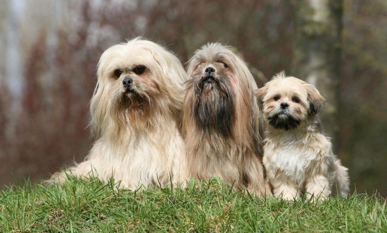 Malenkie-sobaki-Top-20-populyarnykh-mini-sobak-lhasa-apso