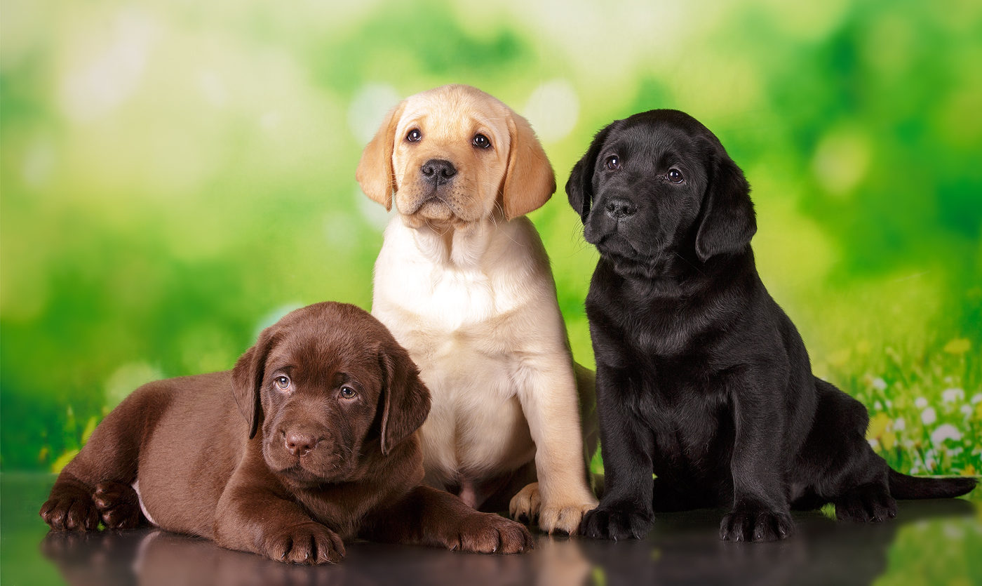 Pochemu-sobaka-2-0-prichin-zavesti-chetveronogogo-druga-labrador-retriver