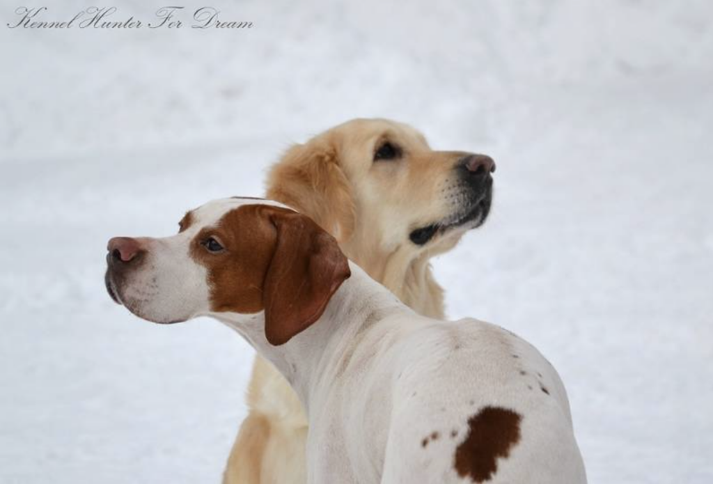 hunter-for-dream-pitomnik-zolotistih-retriverov-pojnterov-kupit-shhenka