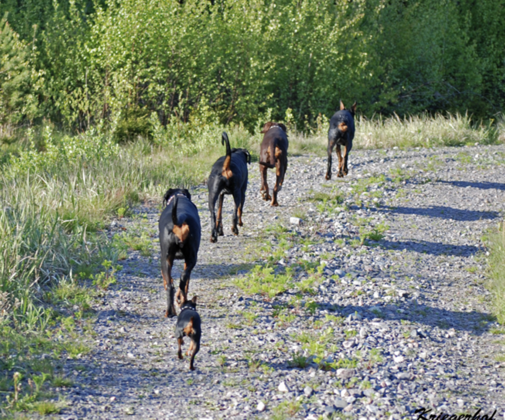 iz-zoosferi-pitomnik-dobermanov-prodaga-shhenka