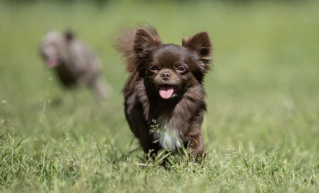 pitomnik-chihuahua-prodaga-sobak