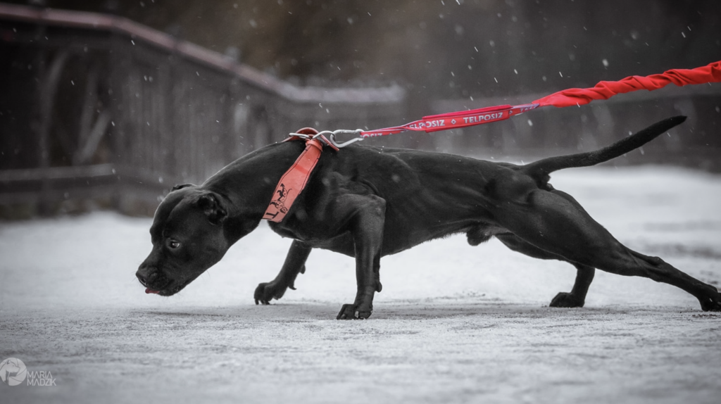 Bussia-pitomnik-pitbultererov-prodaga-shhemka