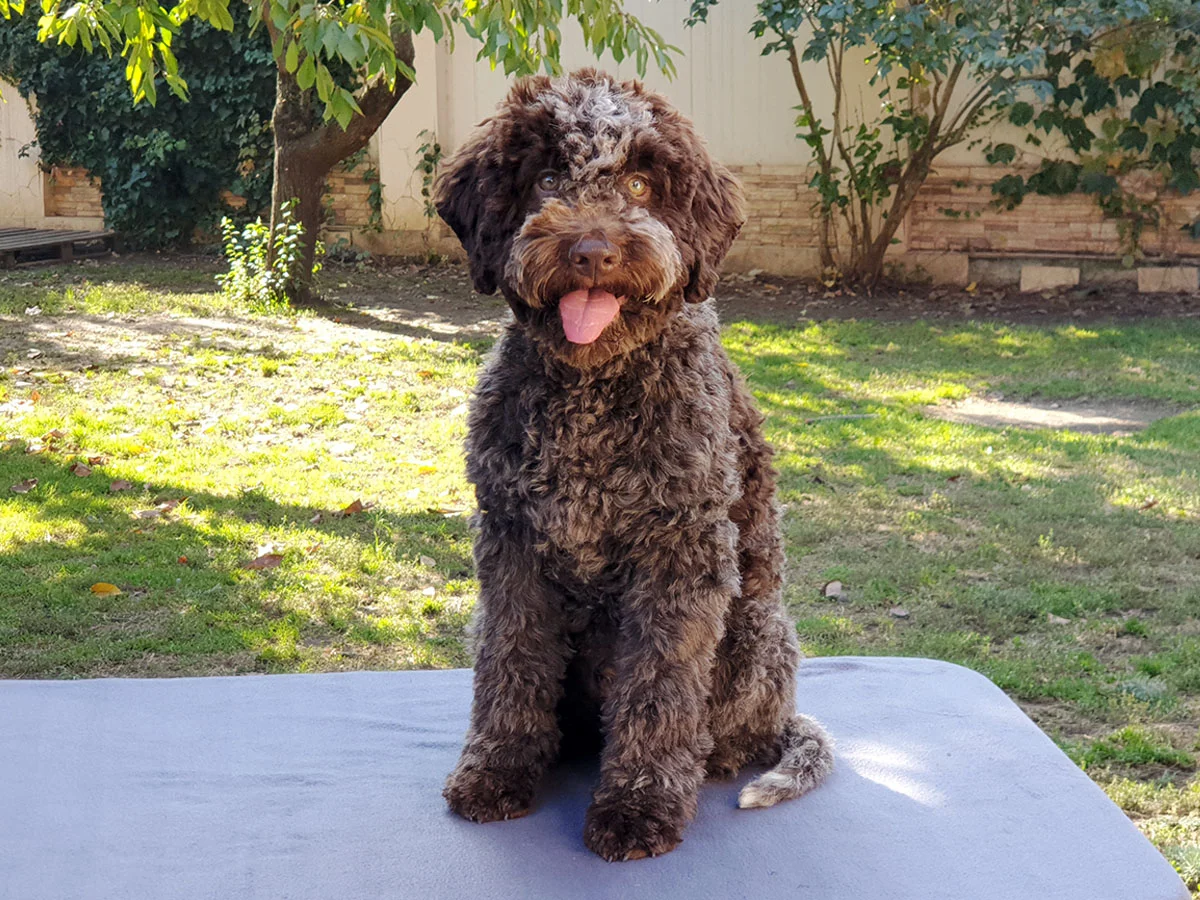 lagotto-romanolo-kupit-shenka-2025