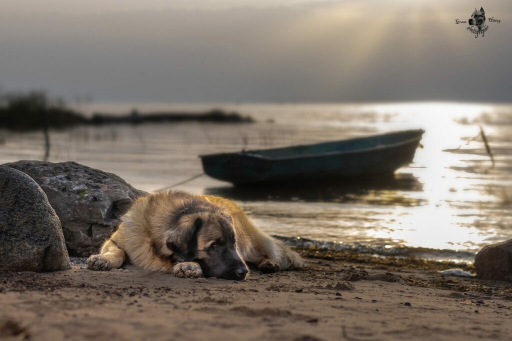 pitomnik-Grand-Lion-prodazha-shenka-leonberger