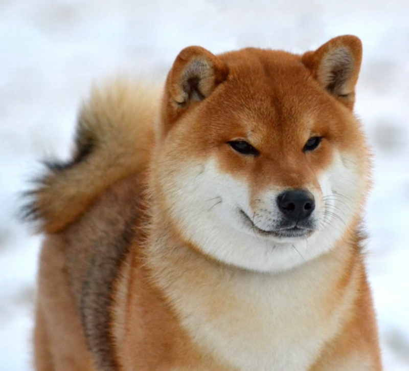 pitomnik-akacuki-shiba-inu-kupit-shenka