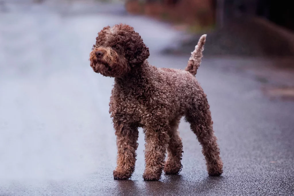 pitomnik-forest-trail-lagotto-romanolo-kupit-shenka-2025