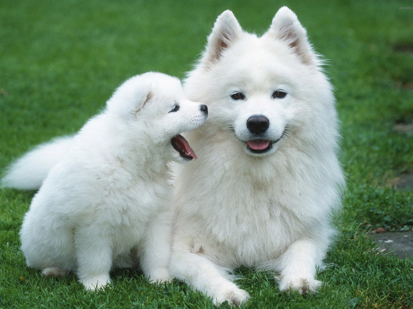 sobaki-bez-zapaha-psiny-samoyed