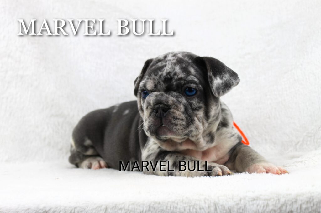 Marvel-bull-pitomnik-francuzskih-buldogov-kupit-shhenka