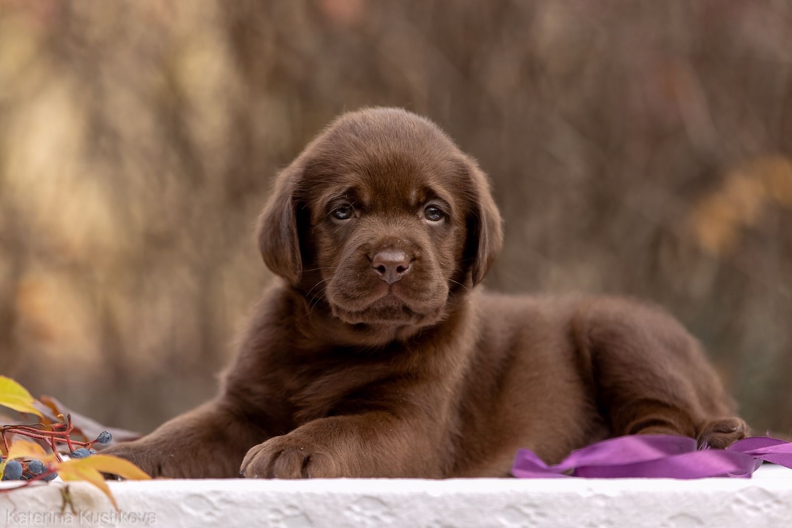 dog-yard-pitomnik-labradorov-kupit-shhenka-1