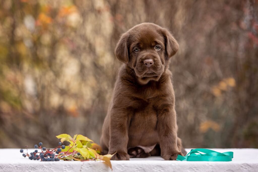 dog-yard-pitomnik-labradorov-kupit-shhenka