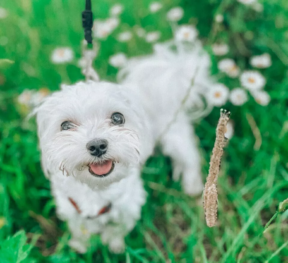 kiki-puppu-house-pitomnik-malteze-kupit-shhenkov