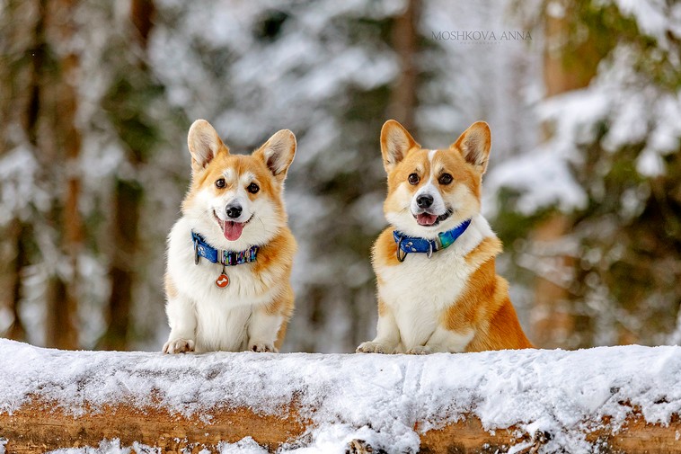 pitomnik-freiwind-corgi-pemrok-kupit-shenka