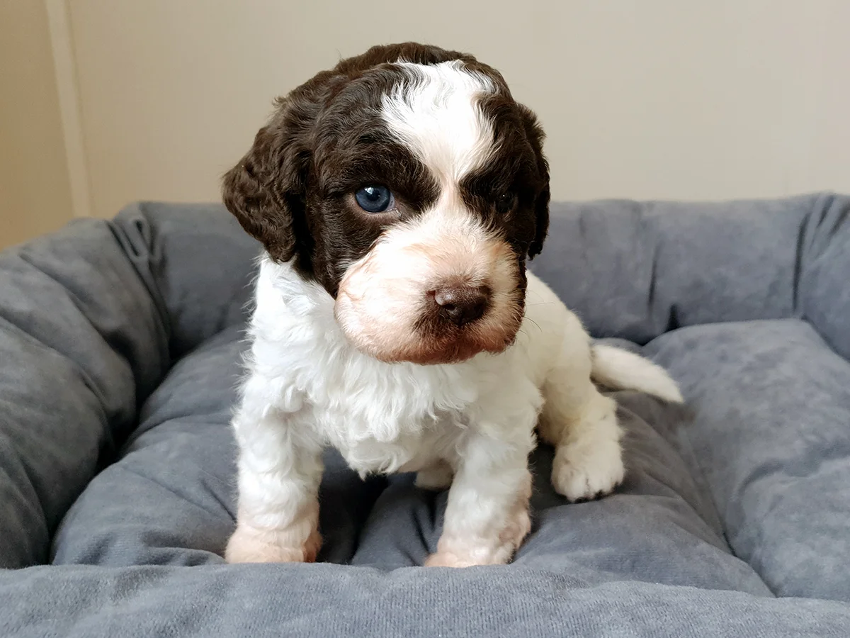 lagotto-romanolo-kupit-shenka