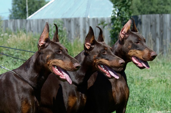 pitomnik-smart-wood-hills-doberman-kupit