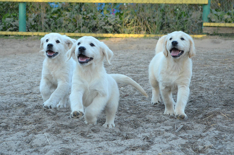 pitomnik-zolotistyi-retriver-kupit-shenkov