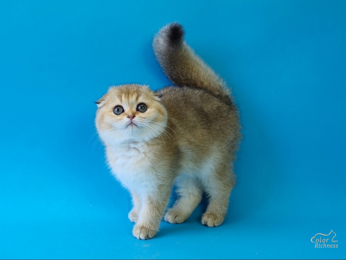 shotlandskaya-visloukhaya-koshka-kupit