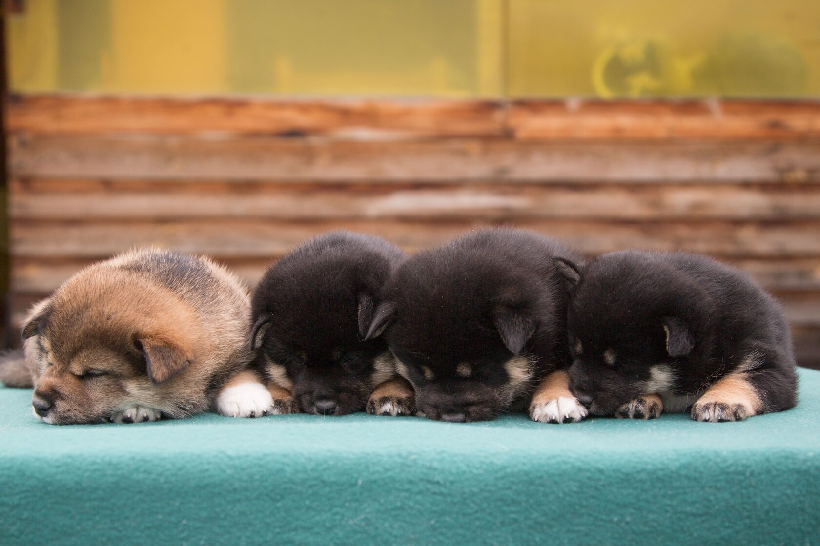 Shiba-Inu-prodazha-shenka