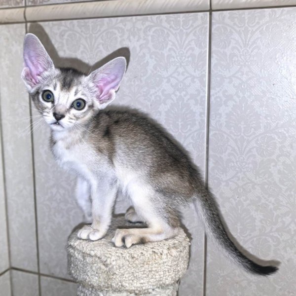 abissinskaya-koshka-prodazha-kotenka