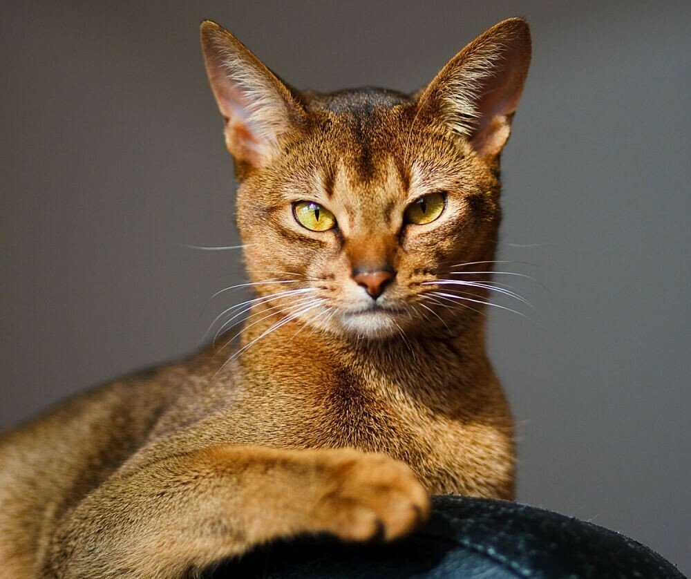 abissinskaya-koshka-solnechnyy-zayac-1
