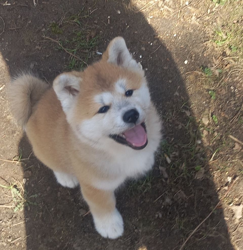 akita-inu-kupit-shenka