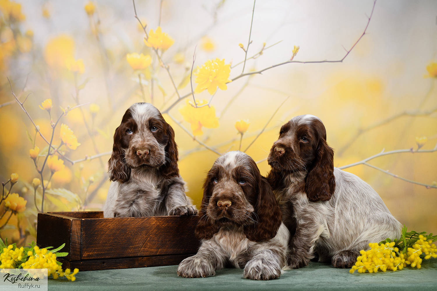anglijskij-koker-spaniel-kupit-shenka-2025