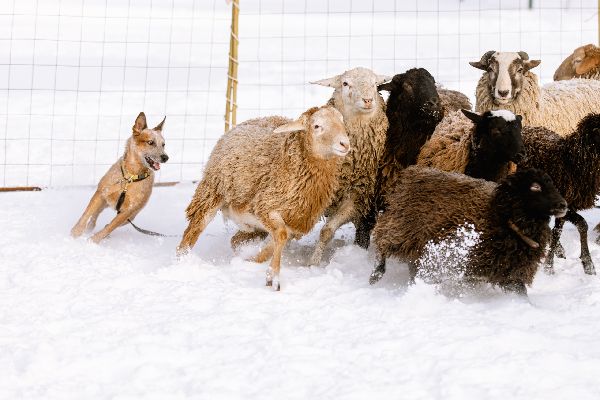 avstralijskaya-pastushya-sobaka-pitomnik-shenki