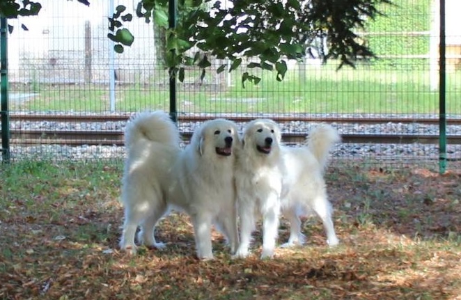 chien-delareine-pireneyskaya-gornaya-sobaka-kupit-shenka