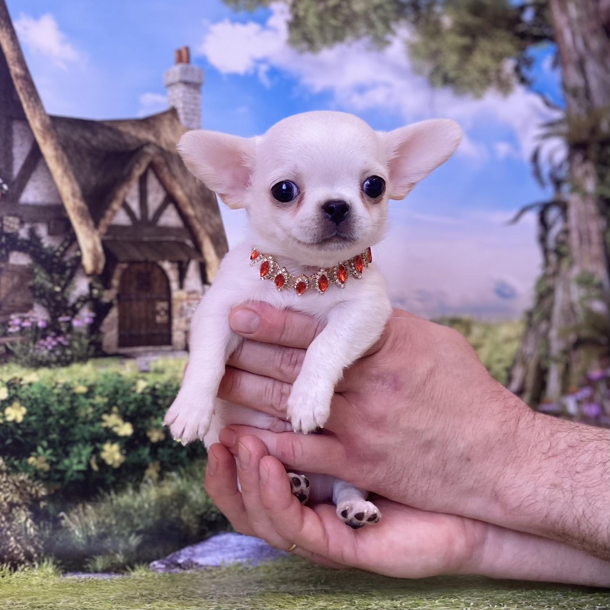 chihuahua-kupit-shenka