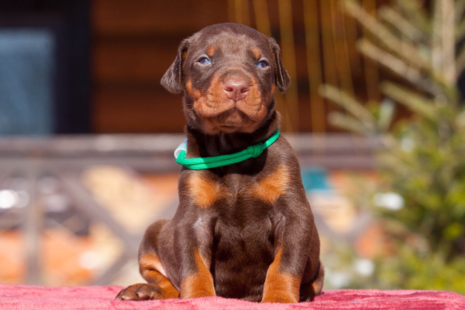 doberman-prodazha-shenka