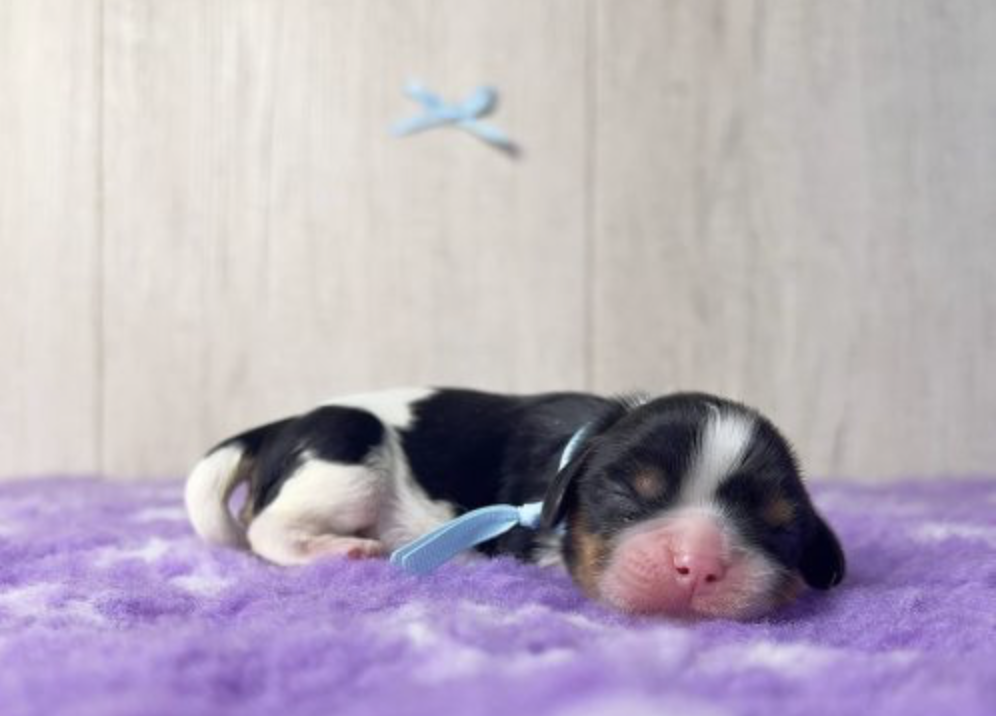 kavaler-king-charlz-spaniel-kupit-shenka