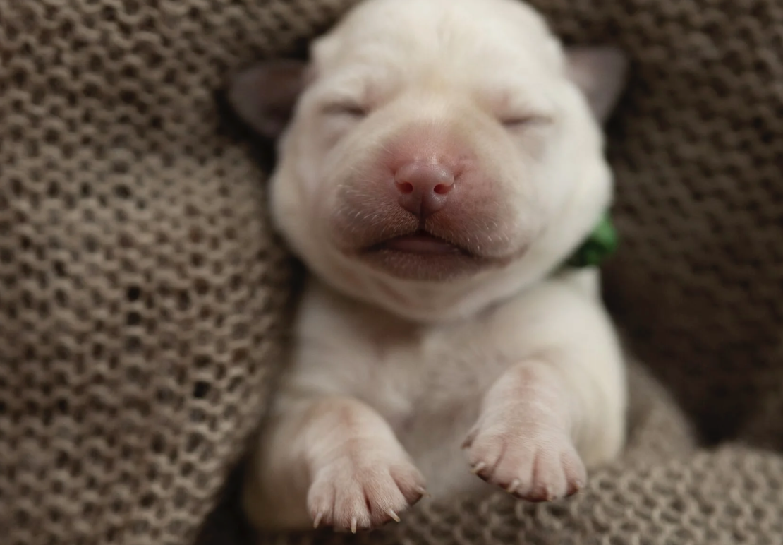 labrador-retriver-kupit-shenka