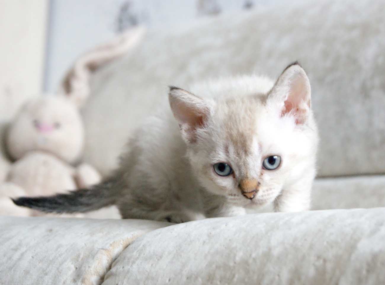 SONY DSC