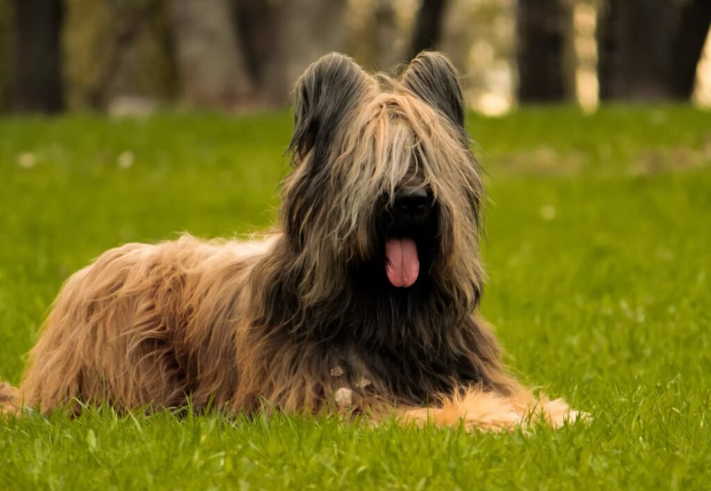 pitomnik-Forte-Et-Tendre-briar-kupit-shenka