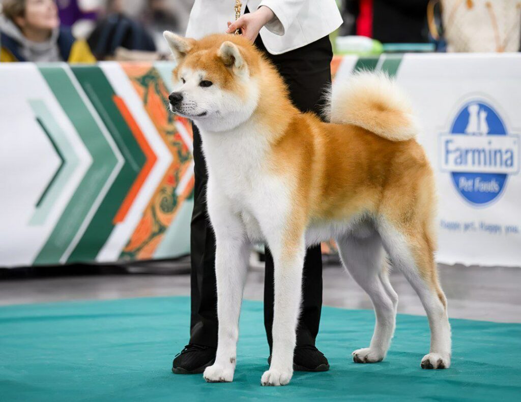 pitomnik-akitaros-akita-inu-kupit-shenka