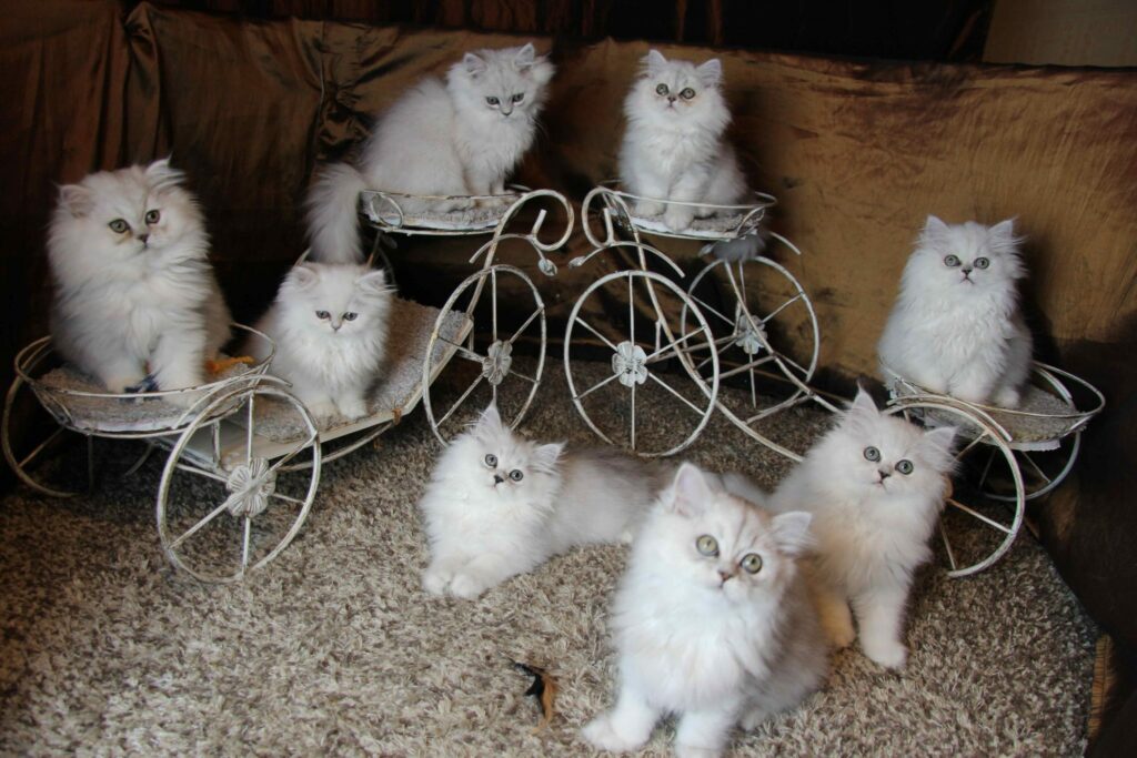 pitomnik-domino-magic-persidskaya-koshka