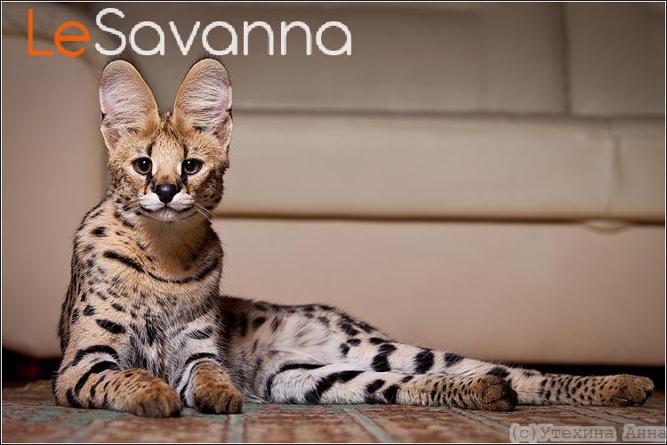 pitomnik-lesavanna-prodazha-kotenka